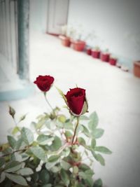 Close-up of red flowers