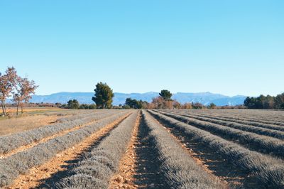 Scenic view of field against clear sky on sunny day