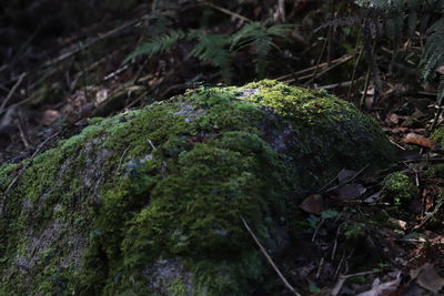 Close-up of moss growing on rock