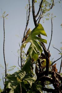 Low angle view of flower tree against sky