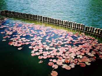 Close-up of pink lily pads in lake