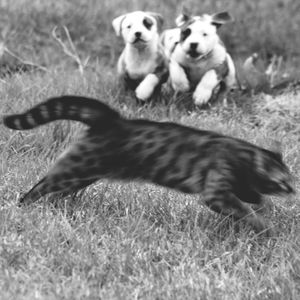 Dog running on grassy field