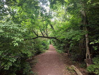 Footpath amidst trees in forest