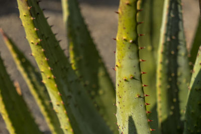 Close-up of plant