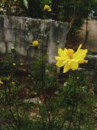 Close-up of yellow poppy flowers blooming outdoors