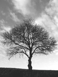 Bare trees on field