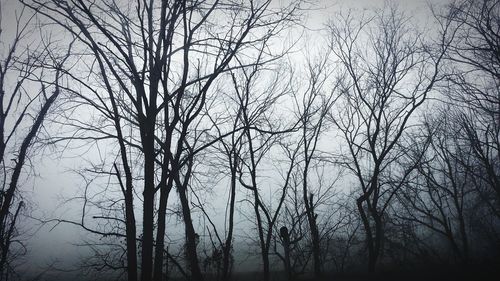 Low angle view of bare trees against sky