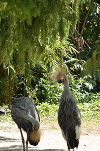 View of two birds on field