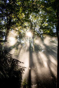 Trees in forest