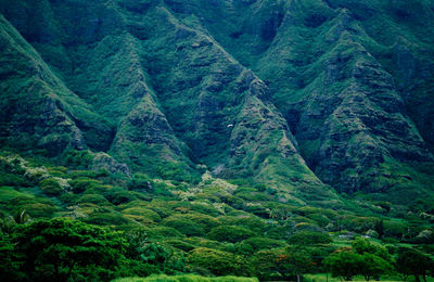 View of lush trees in forest