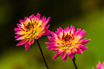 Close-up of pink flower