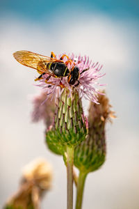 Close-up of bee pollinating on flower