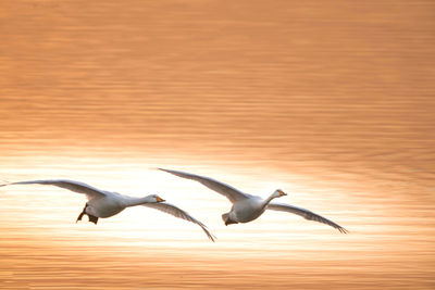 Seagulls flying over sea