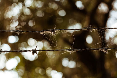 Close-up of spider webs on barbed wires