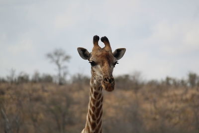 Portrait of giraffe on field against sky