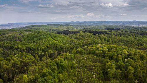 Scenic view of forest against sky