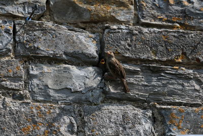 View of insect on wall