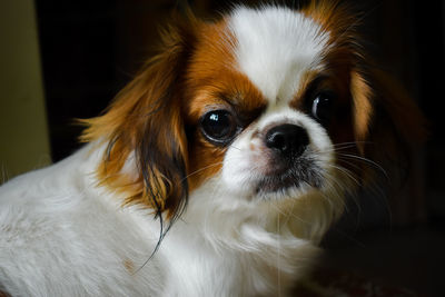 Portrait of shih tzu dog