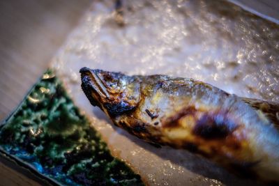 Close-up of fish in water