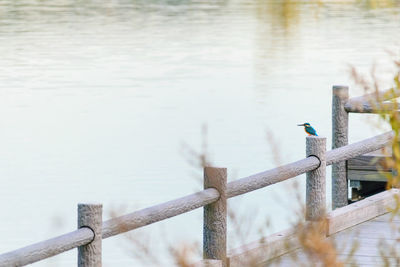 Bird perching on railing against water