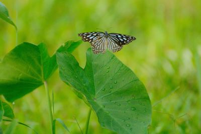 Close-up of butterfly on leaf