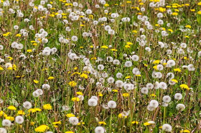 Close-up of fresh white flowers in field