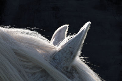 Cropped image of horse ears
