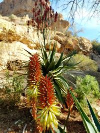 Close-up of cactus plant