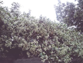 Low angle view of trees