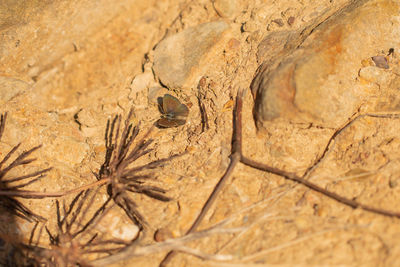 Close-up of lizard on rock