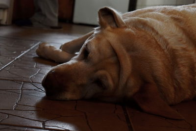 Close-up of cat lying on floor