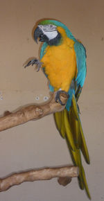 Close-up of parrot perching on branch