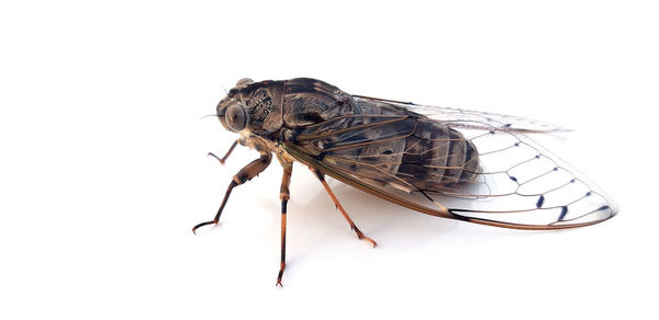 Close-up of an insect over white background