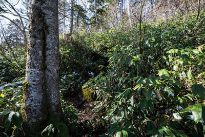 Trees growing in forest