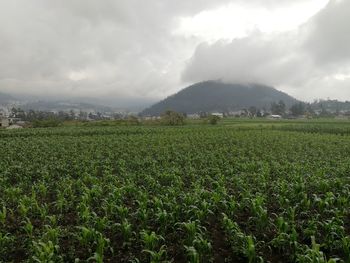 Scenic view of agricultural field against sky