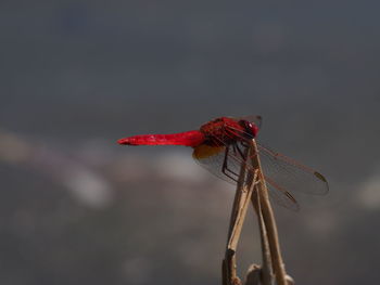 Close-up of insect on red outdoors
