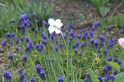 Close-up of purple flowering plants on field