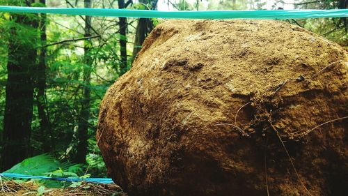 Close-up of tree stump in forest