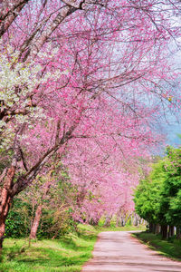 Pink cherry blossoms on road amidst trees