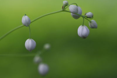 Close-up of white flowering plant