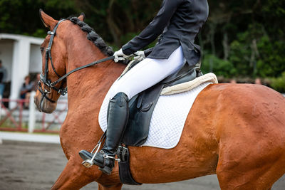 Close-up of horse standing on field