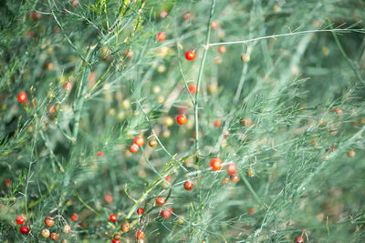 Asparagus leaf with red berries. selective focus, blurred green background.