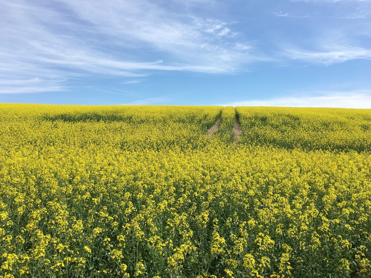 yellow, beauty in nature, field, landscape, sky, growth, flower, land, scenics - nature, agriculture, plant, oilseed rape, tranquil scene, rural scene, environment, flowering plant, tranquility, crop, cloud - sky, farm, no people, outdoors, springtime