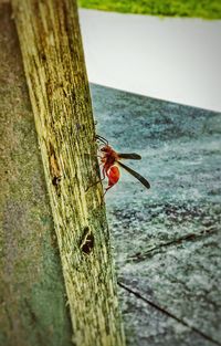 Close-up of insect on tree trunk