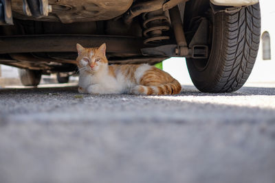 Cat sitting under car