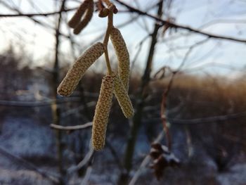 Close-up of snow on tree branch during winter