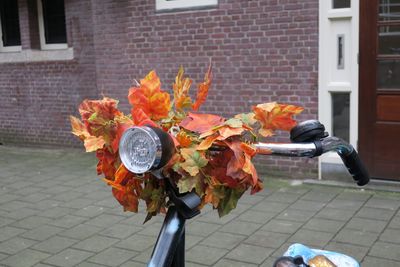 Flower on bicycle by street in city