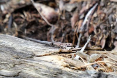 Close-up of grasshopper on wood