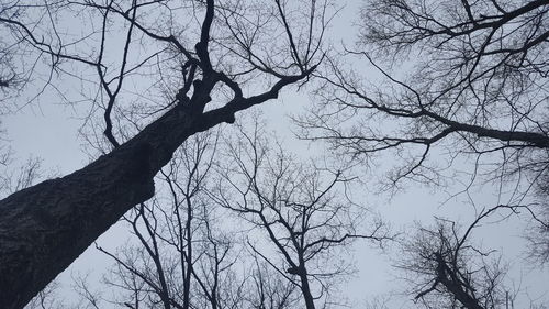 Low angle view of bird on branch against sky