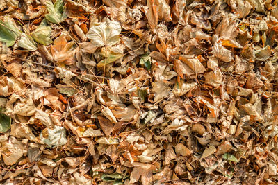 Full frame shot of dry autumn leaves